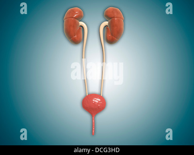 Immagine concettuale di reni con uretere. Foto Stock
