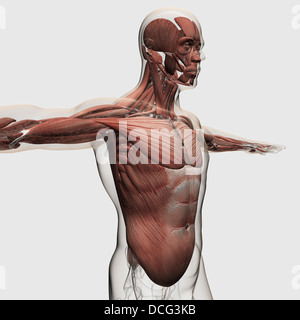 Anatomia di muscoli maschio nel corpo superiore, vista laterale. Foto Stock