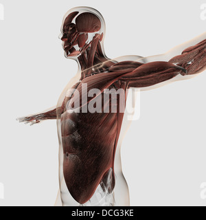 Anatomia di muscoli maschio nel corpo superiore, vista laterale. Foto Stock