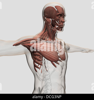 Anatomia di muscoli maschio nel corpo superiore, vista anteriore. Foto Stock