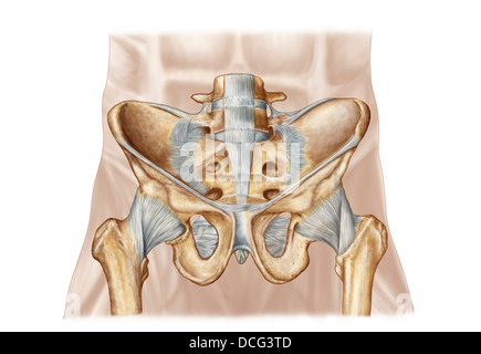 Anatomia umana di osso pelvico e legamenti. Foto Stock