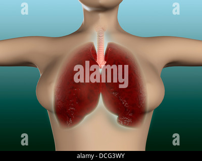 Immagine concettuale del corpo femmina con polmoni. Foto Stock