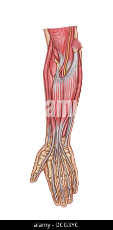 Anatomia di avambraccio muscoli, vista anteriore, medio. Foto Stock