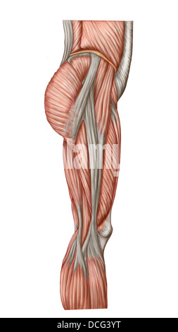 Anatomia di umana i muscoli della coscia, vista anteriore. Foto Stock
