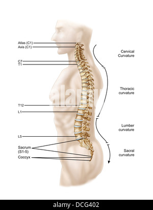 Anatomia umana di colonna vertebrale, a sinistra vista laterale. Foto Stock