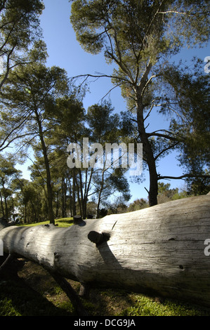 Legno in Galilea nel nord di Israele Foto Stock