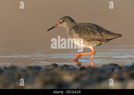 Redshank ricerca Foto Stock