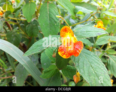 ORANGE Balsamina Impatiens capensis in agosto a Dorney, Bershire, Inghilterra. Foto Tony Gale Foto Stock