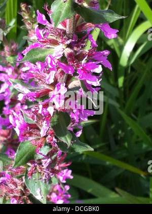 PURPLE LOOSESTRIFE Lythrum salicaria in agosto a Dorney, Berkshire, Inghilterra. Foto Tony Gale Foto Stock