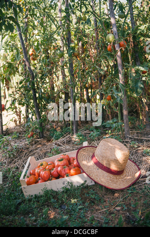 Freschi pomodori organici in casse di legno Foto Stock