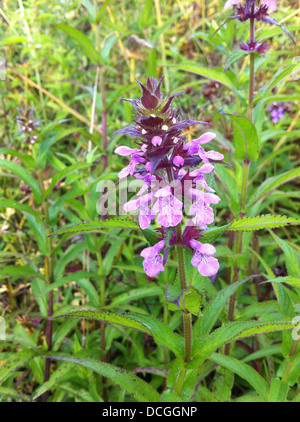 MARSH WOUNDWORT Stachys palustris in agosto da riverside a Dorney, Berkshire, Inghilterra. Foto Tony Gale Foto Stock