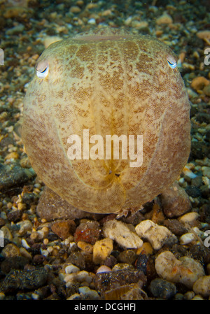 Broadclub Seppie (Sepia latimanus), la testa sulla vista, Gorontalo, Indonesia. Foto Stock