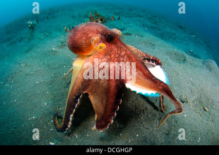 Una noce di cocco Octopus, Lembeh strait, Sulawesi, Indonesia. Foto Stock