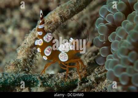 Esegui uno squat Anemoni Gamberetto (Thor amboinensis), vista laterale, Gorontalo, Sulawesi, Indonesia. Foto Stock