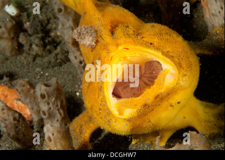 Rana pescatrice (Antennarius sp.), giallo/arancione con varietà di grande richiamo, a bocca aperta, Lembeh strait, Indonesia. Foto Stock