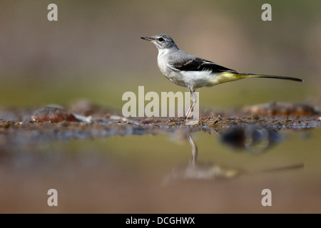 Grigio, wagtail Motacilla cinerea, singolo uccello da acqua, Warwickshire, Agosto 2013 Foto Stock