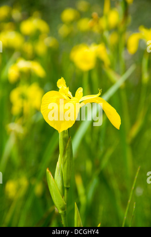 Bandiera gialla Iris Iris pseudacorus kenfig Riserva Naturale Nazionale, Porthcawl, nel Galles del Sud. Foto Stock