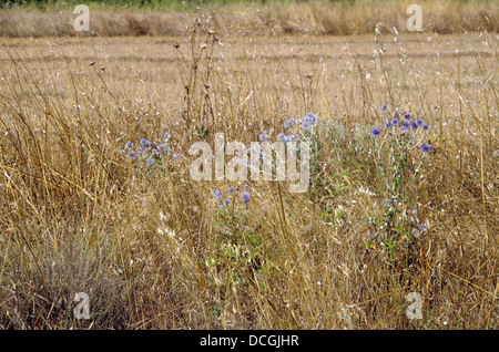 Cardi in Murillo El Cuende, Navarra (Spagna) Foto Stock