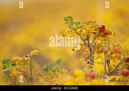 Giapponese rosa (Rosa rugosa) in autunno con i colori red rosa canina Foto Stock