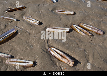 Atlantic ribaltarsi, bambù Clam Clam rasoio, Amerikanische Scheidenmuschel, Schwertmuschel, directus Ensis ensis, americanus Foto Stock