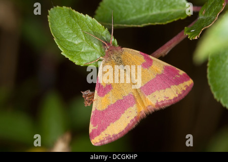 Viola-sbarrate giallo, ampfer-purpurspanner, ampferpurpurspanner, purpurspanner, lythria cruentaria, lythria rotaria, chiave Foto Stock