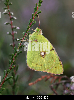 Politica europea comune o Scuro offuscato Giallo farfalla (Colias croceus) Foto Stock