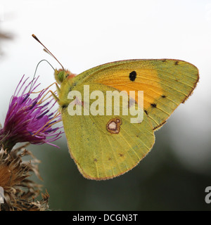 Politica europea comune o Scuro offuscato Giallo farfalla (Colias croceus) alimentazione su un fiore di cardo Foto Stock