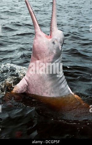 Amazon delfini di fiume o Rosa delfini di fiume ( geoffrensis Inia ) freshwater delfini di fiume endemica del Amazon ha aperto bocca Foto Stock