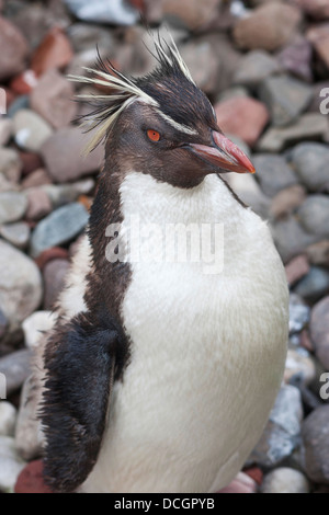 Pinguino saltaroccia close up Foto Stock