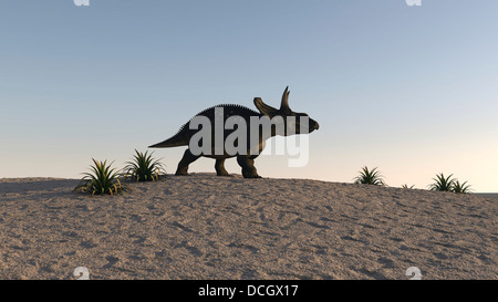 Triceratops camminare attraverso un paesaggio arido. Foto Stock