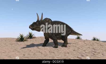 Triceratops camminare attraverso un paesaggio arido. Foto Stock