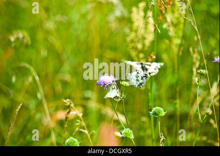Bagno tre bianchi (Pontia daplidice) volando sui fiori di prato. Foto Stock