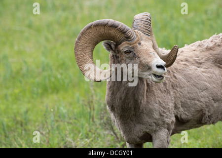 Foto di stock di una montagna rocciosa bighorn ram in estate, il Parco Nazionale di Yellowstone Foto Stock