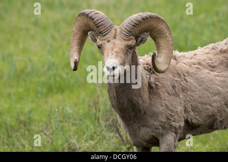 Foto di stock di una montagna rocciosa bighorn ram in estate, il Parco Nazionale di Yellowstone Foto Stock