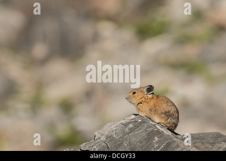 Foto di stock di Wasatch American pika seduto su di una roccia. Foto Stock