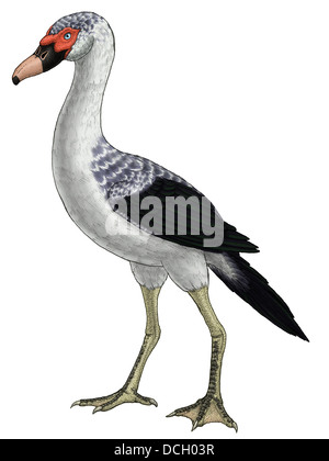 Presbyornis, un genere estinto di anseriform bird, noto anche come il flamingo-anatra. Foto Stock