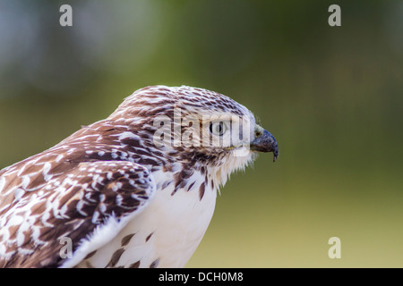 Red-tailed Hawk (Buteo jamaicensis) colorato, close up, ritratto, guardando in avanti. Grand Valley Road, Alberta, Canada. Foto Stock