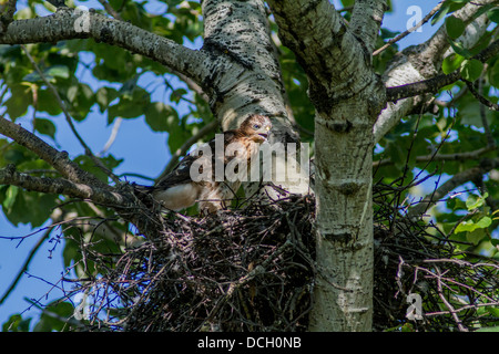 Sharp-shinned Hawk (Accipiter striatus) Giovani baby nel suo nido in attesa di madre per l'alimentazione. Attons Lake Provincial Park Foto Stock