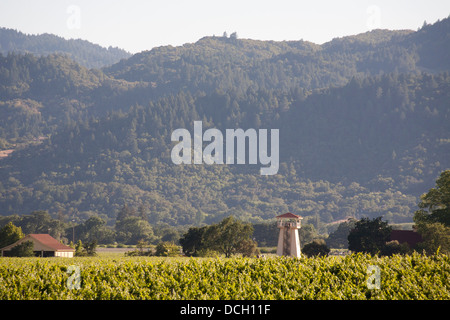 Napa Valley Vineyard opinioni Foto Stock