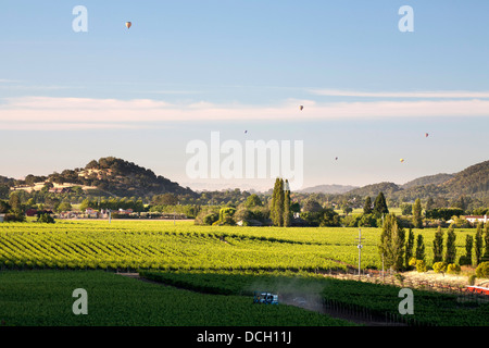 Napa Valley Vineyard opinioni Foto Stock