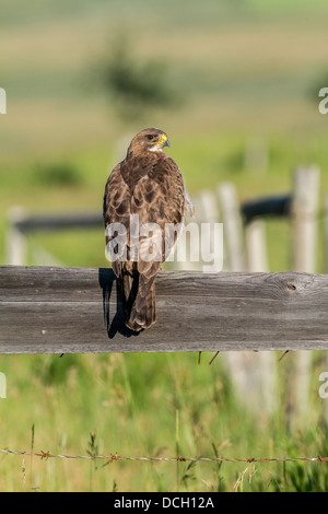 Swainson's Hawk (Buteo swainsoni) verticale ritratto come colorata hawk si siede sul palo da recinzione. Cochrane, Alberta, Canda Foto Stock