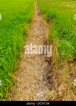 Piccolo corridoio tra i campi di riso. Foto Stock