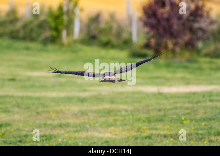 Swainson's Hawk (Buteo swainsoni) capretti. In volo la caccia come sembra per il cibo. nel suo habitat. Strathmore, Alberta, Canada Foto Stock