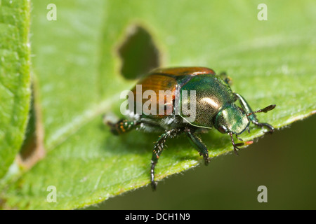 Coleottero giapponese (Popillia japonica) sulla lamina Foto Stock