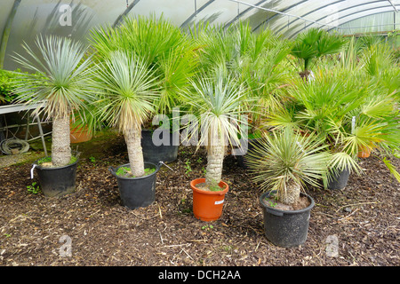 Piccolo esotiche palme di Yucca Rostrata per la vendita in un giardino inglese Centro Foto Stock