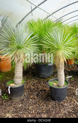 Piccolo esotiche palme di Yucca Rostrata per la vendita in un giardino inglese Centro Foto Stock