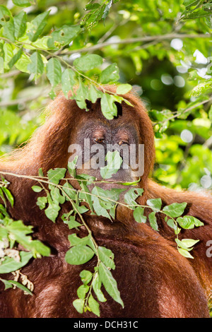 Orangutan femmina nascondere in una struttura ad albero Foto Stock