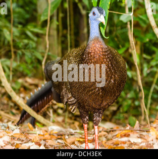 Un pavone selvatico in posa nella foresta Foto Stock