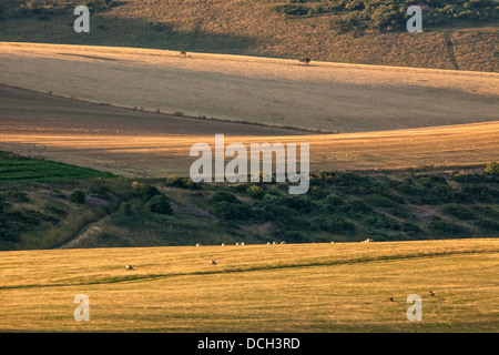 Terreni agricoli a piedi di Firle Beacon Foto Stock