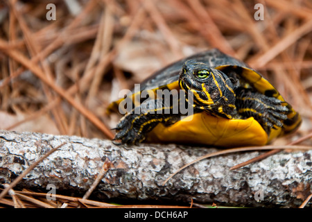 A becco giallo cursore Foto Stock